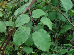 Rubus cardiophyllus