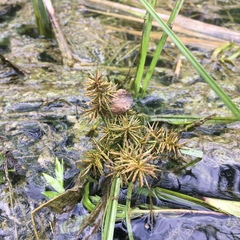 Cyperus odoratus odoratus