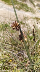 Cladoraphis cyperoides