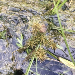 Cyperus odoratus odoratus
