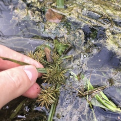 Cyperus odoratus odoratus