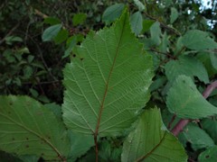 Rubus cardiophyllus