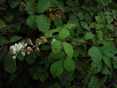 Rubus cardiophyllus