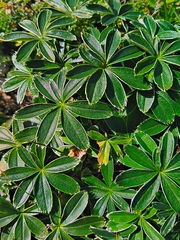 Alchemilla alpigena