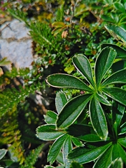 Alchemilla alpigena