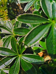 Alchemilla alpigena