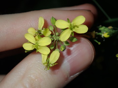 Brassica fruticulosa