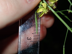 Brassica fruticulosa