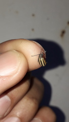 Disonycha bicarinata