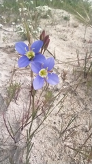 Heliophila adpressa