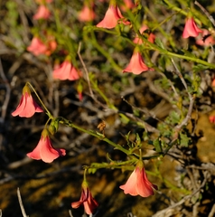 Hermannia grandiflora