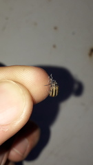 Disonycha bicarinata