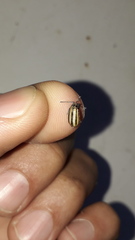 Disonycha bicarinata