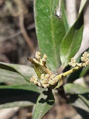 Parsonsia brownii