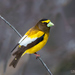 Evening Grosbeak - Photo (c) Tim Harding, some rights reserved (CC BY-NC-ND)