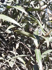 Parsonsia brownii