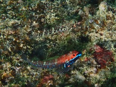 Helcogramma vulcana