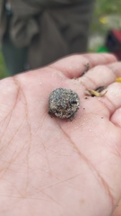 Breviceps rosei rosei