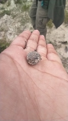 Breviceps rosei rosei