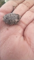 Breviceps rosei rosei