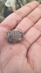 Breviceps rosei rosei