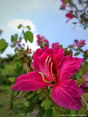 Bauhinia × blakeana