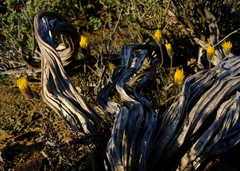 Felicia macrorrhiza