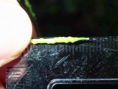 Brassica fruticulosa