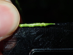 Brassica fruticulosa