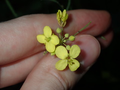 Brassica fruticulosa