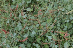 Rumex aetnensis