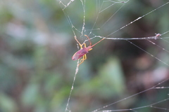 Gonocerus insidiator