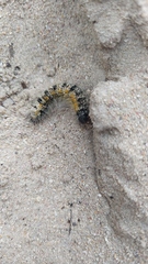 Bombycomorpha bifascia