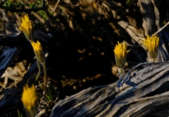 Felicia macrorrhiza