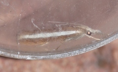 Agriphila latistria
