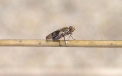 Trixoscelis obscurella