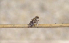 Trixoscelis obscurella