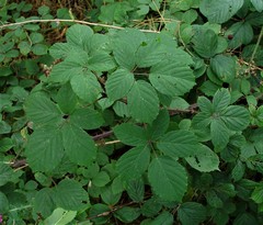 Rubus calvatus