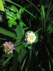 Lantana achyranthifolia