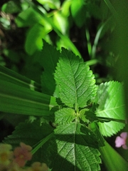 Lantana achyranthifolia