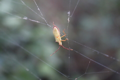 Gonocerus insidiator