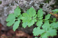 Chelidonium majus