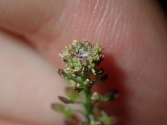 Lepidium africanum