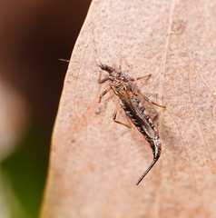 Idolothrips spectrum