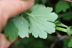 Chelidonium majus