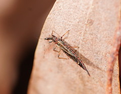 Idolothrips spectrum