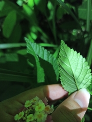 Lantana achyranthifolia