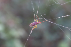 Gonocerus insidiator