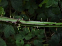Rubus calvatus