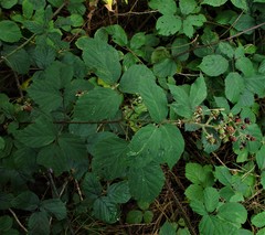 Rubus calvatus